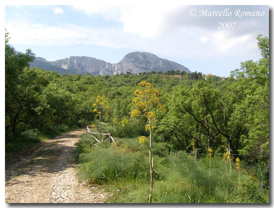 Album di eterotteri fotografati in Sicilia nel 2007